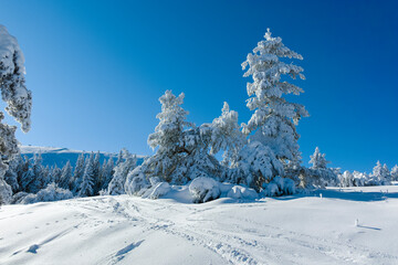 Winter landscape of Vitosha Mountain, Bulgaria