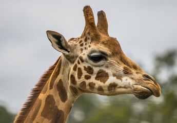 Rothschild giraffe