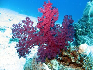Fototapeta na wymiar soft pink coral reef and sea