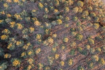 Wald von oben, Luftaufnahme