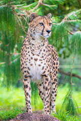 A Cheetah amongst the green foliage