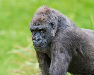 Female Western Low Land Gorilla