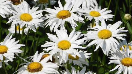 Screen full of yellow Shasta Daisy flowers