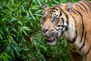 Sumatran Tiger