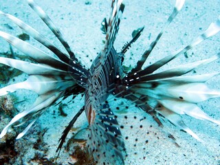 Fototapeta na wymiar close up of a fish