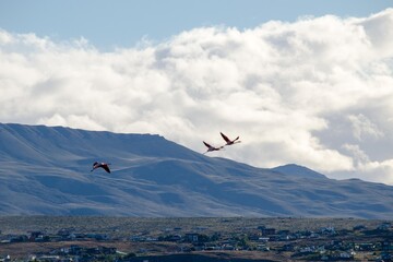 Fototapeta na wymiar Flamingos flying high