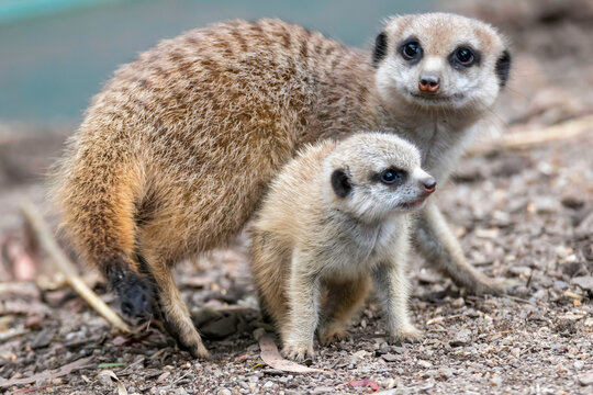 Meerkats an older sibling and a pup