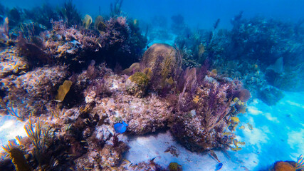 coral reef and diver