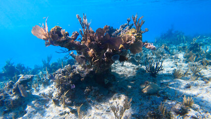 Plakat coral reef and fishes