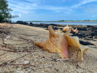 conch on the beach