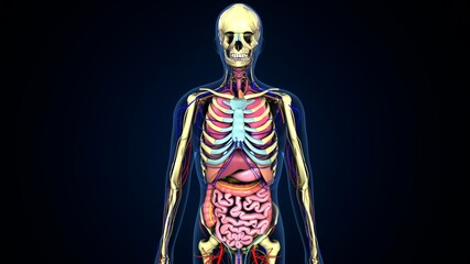3d illustration of human body inner oranges system anatomy.