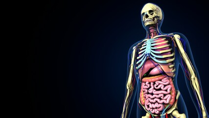 3d illustration of human body inner oranges system anatomy.