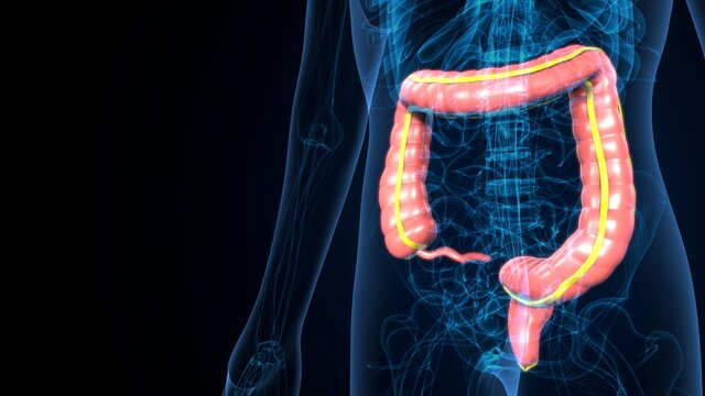 Large Intestine 3D Illustration Human Digestive System Anatomy