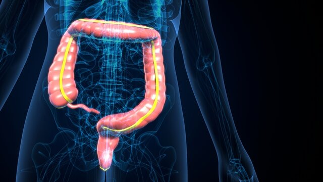 Large Intestine 3D Illustration Human Digestive System Anatomy
