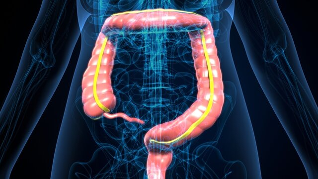 Large Intestine 3D Illustration Human Digestive System Anatomy