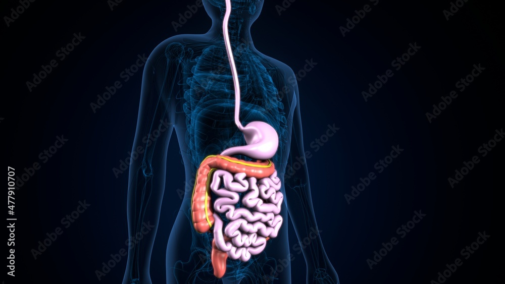 Wall mural 3d illustration of human body digestive system anatomy