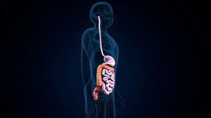 3d illustration of human body digestive system anatomy