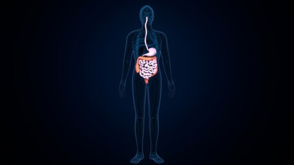 3d illustration of human body digestive system anatomy