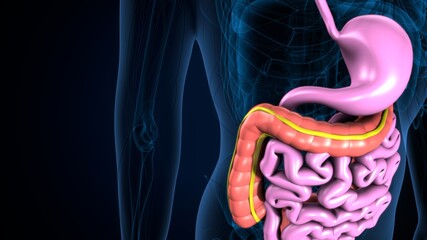 3d illustration of human body digestive system anatomy