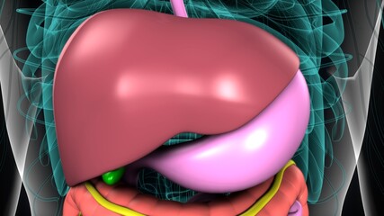 3d illustration of human body digestive system anatomy.