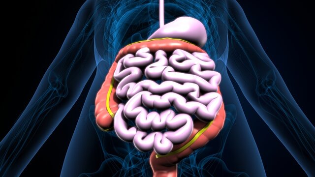 3d illustration of human body digestive system anatomy