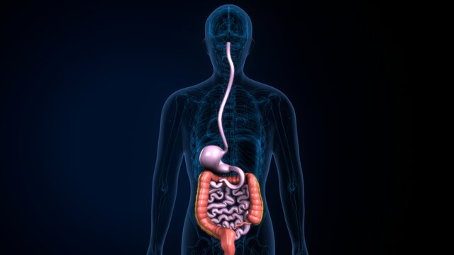 3d illustration of human body digestive system anatomy