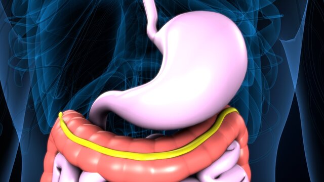 3d illustration of human body digestive system anatomy