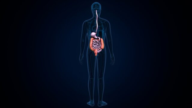 3d illustration of human body digestive system anatomy