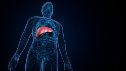 Liver 3D Illustration Human Digestive System Anatomy
