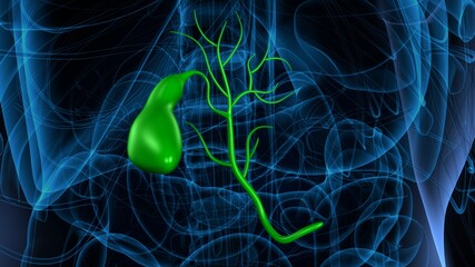 3d illustration of human internal organ gallbladder anatomy.
