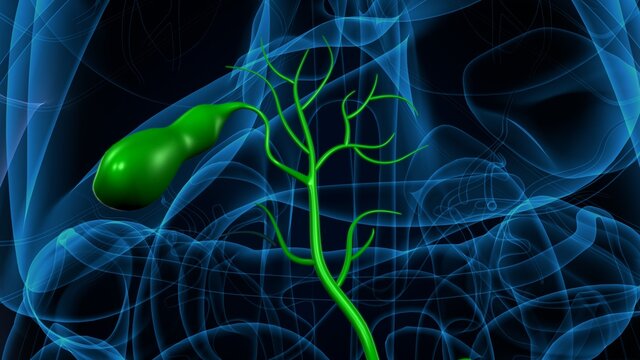 3d illustration of human internal organ gallbladder anatomy.
