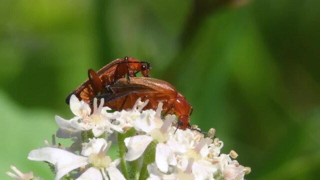 Pair of Soldier Beetle in copulation, their Latin name is Cantharis livida