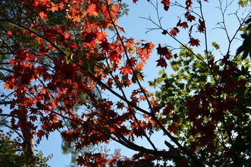 シルエット紅葉