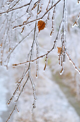Close-up of ice-covered birch branch after a winter ice storm. Effect of atmospheric icing.
