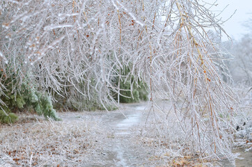 Birch tree is badly bent under a thick layer of glaze ice. Effect of atmospheric icing after a winter ice storm.