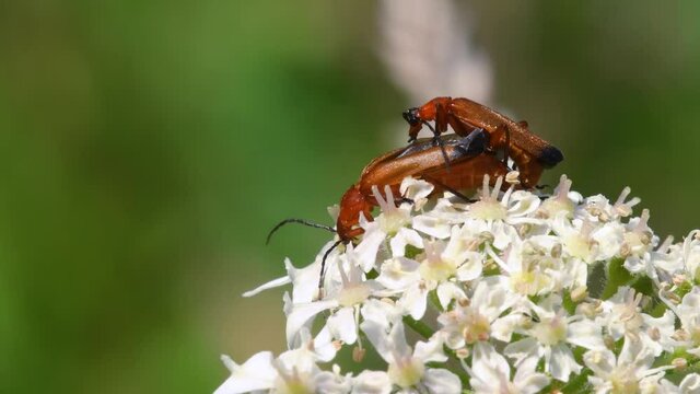 Pair of Soldier Beetle in copulation, their Latin name is Cantharis livida