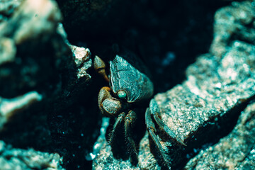 Cangrejo en roca