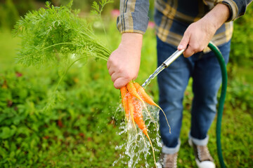Man washing a bunch of fresh homegrown carrot under streaming water in backyard on summer day. Organic vegetarian food.