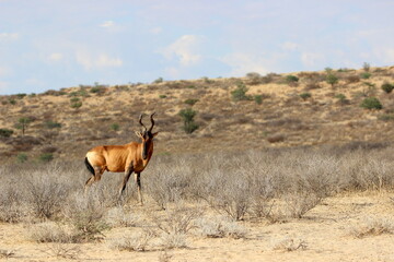 Fototapeta premium Red Hartebeest in the Kgalagadi