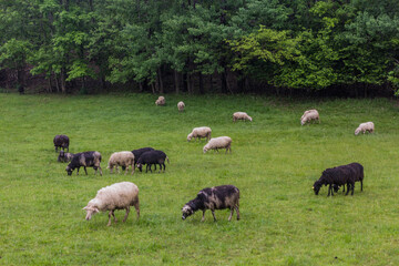 Naklejka na ściany i meble Sheep on meadow near Bovec village, Slovenia