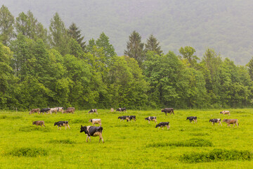 Cows on a meadow near Bovec village, Slovenia