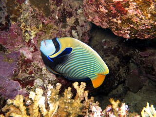 Fototapeta na wymiar Emperor fish in aquarium