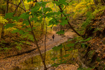 walking through the woods