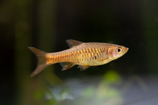 Rasbora vulcanus 