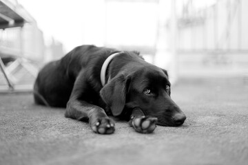 A black Labrador laying down outdoors with a shallow depth of field in black and white