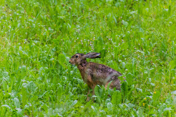 Hare in a meadow near Tolmin, Slovenia