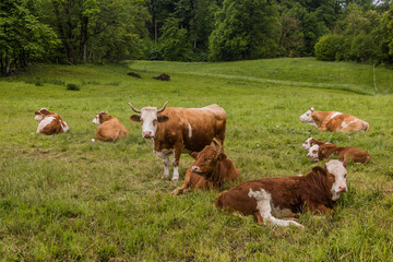 Fototapeta na wymiar Cows on a pasture near Bled, Slovenia