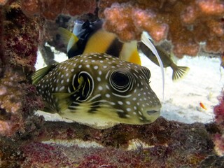 Baby puffer fish in aquarium