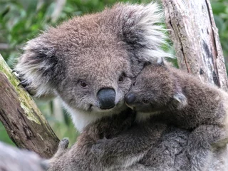 Fotobehang Koala with young © Donna Racheal