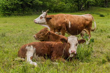 Naklejka na ściany i meble Cows on a pasture near Bled, Slovenia